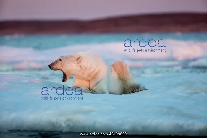 : Adult male Polar Bear (Ursus maritimus) yawns while : Adult male Polar Bear (Ursus maritimus) yawns while