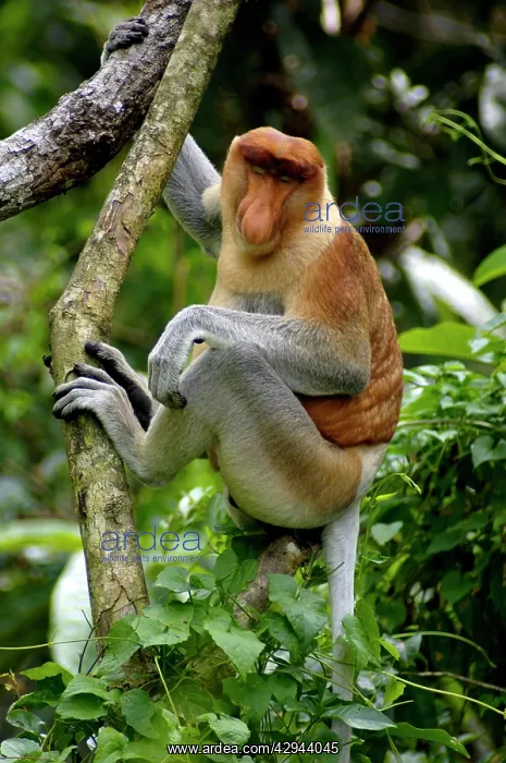 : Adult male of Proboscis monkey doses in early morning : Adult male of Proboscis monkey doses in early morning