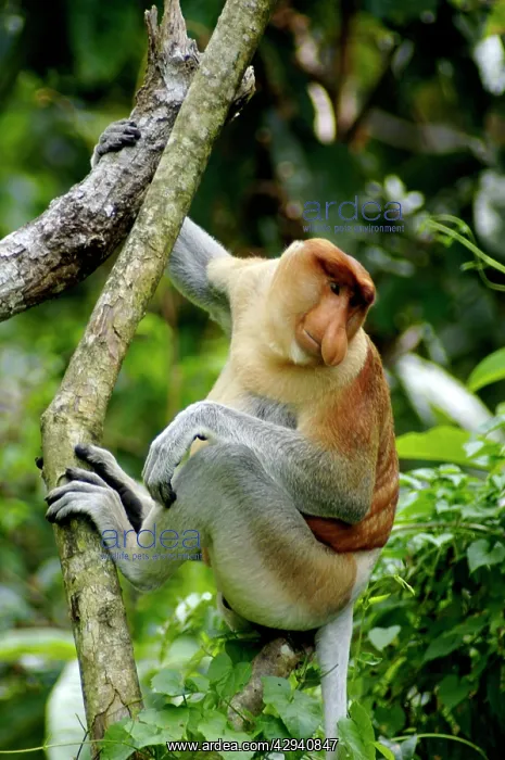 : Adult male of Proboscis monkey - waking : Adult male of Proboscis monkey - waking