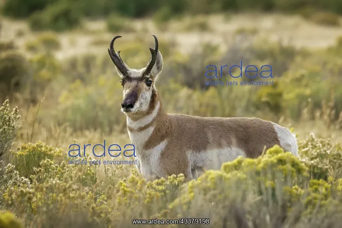 : Adult male pronghorn, Yellowstone National Park, Wyoming : Adult male pronghorn, Yellowstone National Park, Wyoming