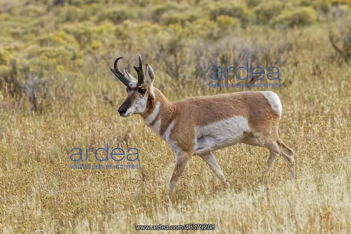 : Adult male pronghorn, Yellowstone National Park, Wyoming : Adult male pronghorn, Yellowstone National Park, Wyoming