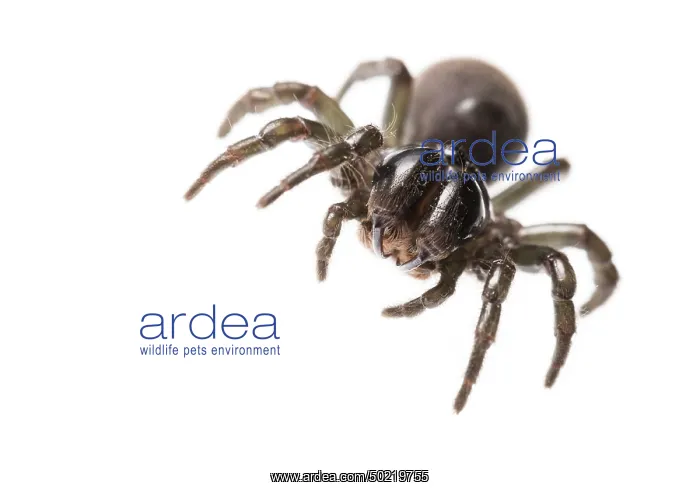 : Adult male of purse web spider (Atypus affinis) against a white background looking at camera, Liguria, Italy : Adult male of purse web spider (Atypus affinis) against a white background looking at camera, Liguria, Italy