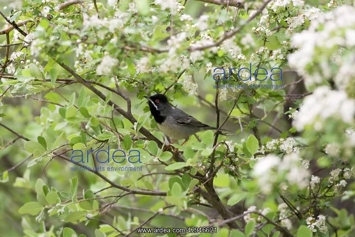 : Adult Male Ruppell's Warbler : Adult Male Ruppell's Warbler