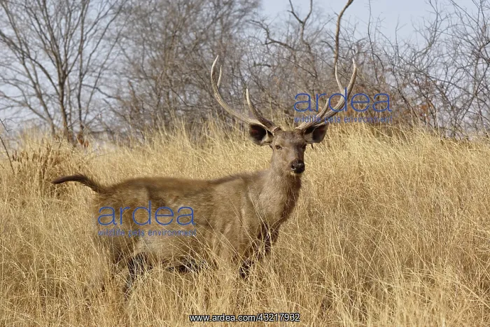 : Adult male, Sambar deer, Ranthambore National : Adult male, Sambar deer, Ranthambore National
