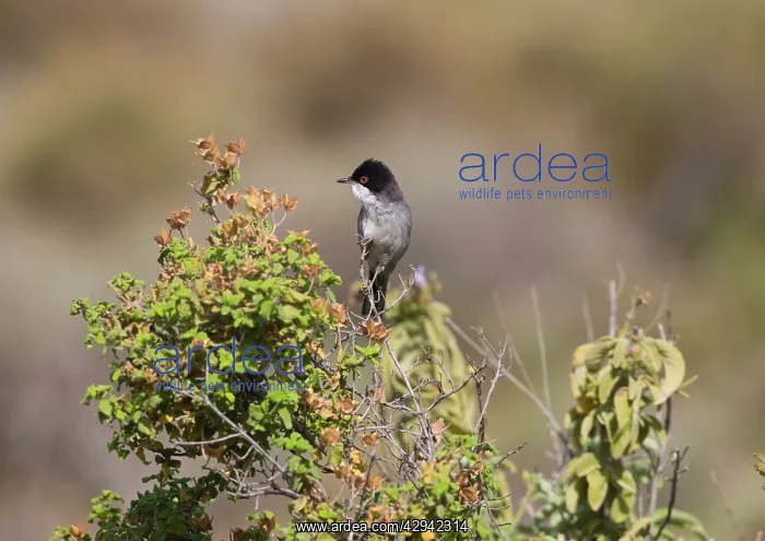 : Adult Male Sardinian warbler : Adult Male Sardinian warbler