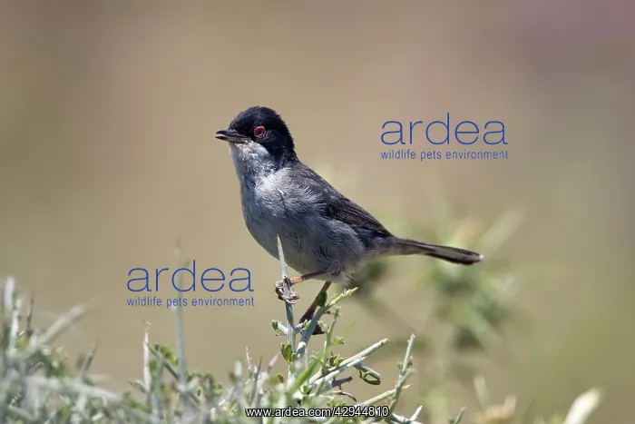 : Adult male Sardinian Warbler : Adult male Sardinian Warbler