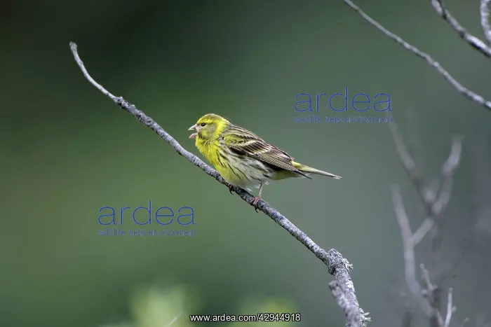 : Adult male Serin singing on territory : Adult male Serin singing on territory