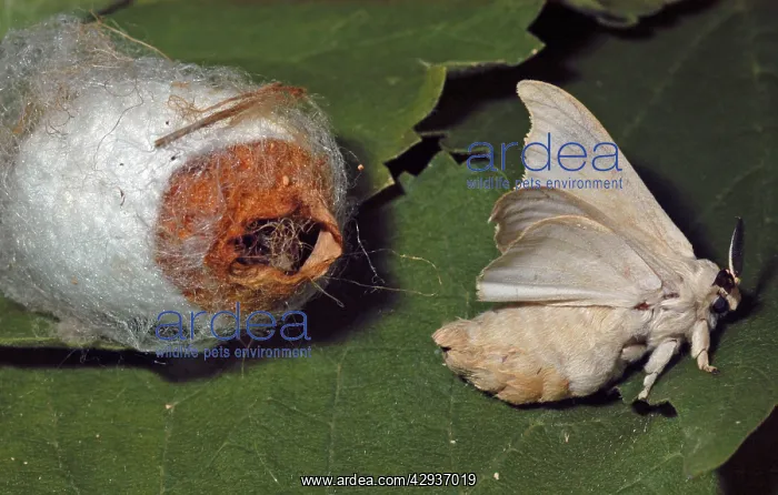 : Adult male silkmoth emerging from coccoon : Adult male silkmoth emerging from coccoon
