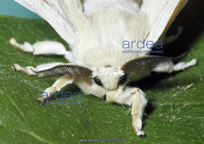 : Adult male Silkmoth showing functionless wings : Adult male Silkmoth showing functionless wings
