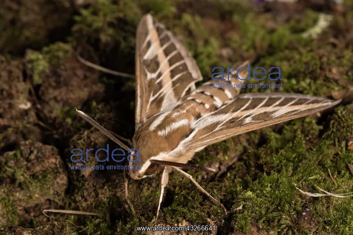 : Adult male of striped-hawk moth (Hyles livornica) : Adult male of striped-hawk moth (Hyles livornica)