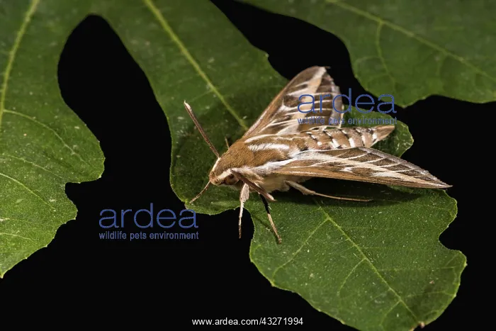 : Adult male of striped-hawk moth (Hyles livornica) : Adult male of striped-hawk moth (Hyles livornica)