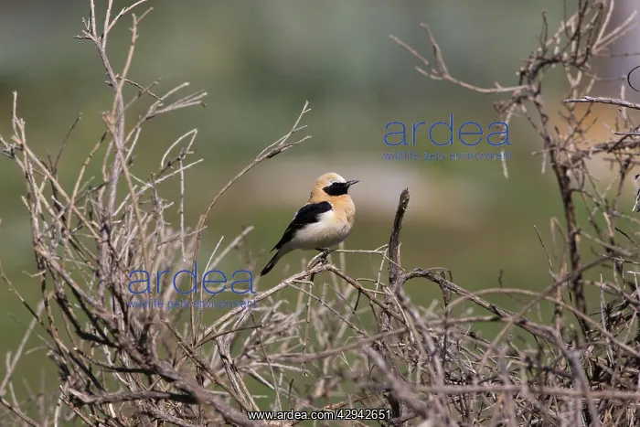 : Adult male Western Black-eared Wheatear : Adult male Western Black-eared Wheatear