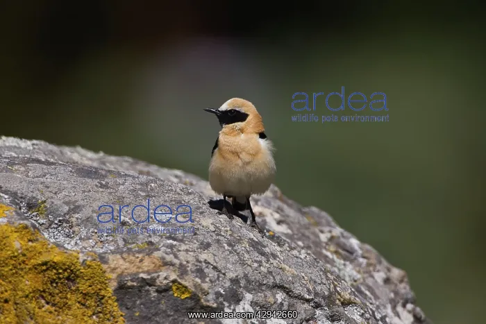 : Adult male Western Black-eared Wheatear : Adult male Western Black-eared Wheatear