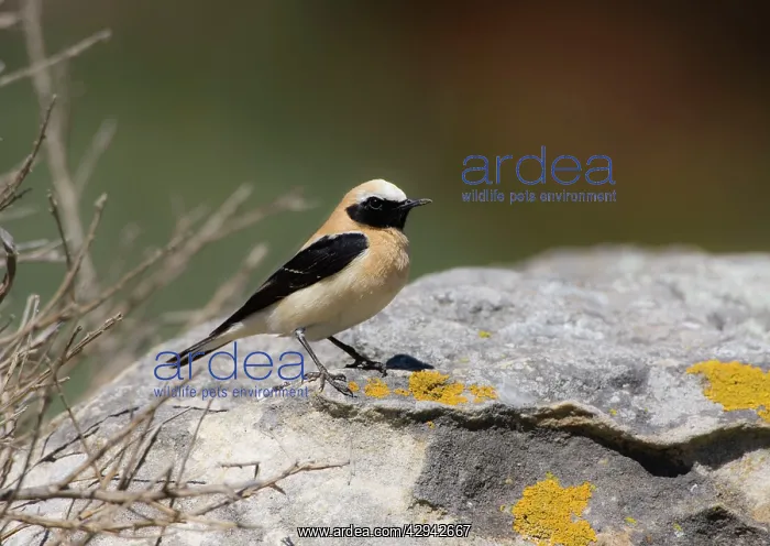 : Adult male Western Black-eared Wheatear : Adult male Western Black-eared Wheatear