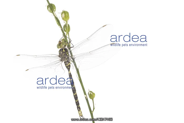 : Adult male of western spectre (Boyeria irene) : Adult male of western spectre (Boyeria irene)