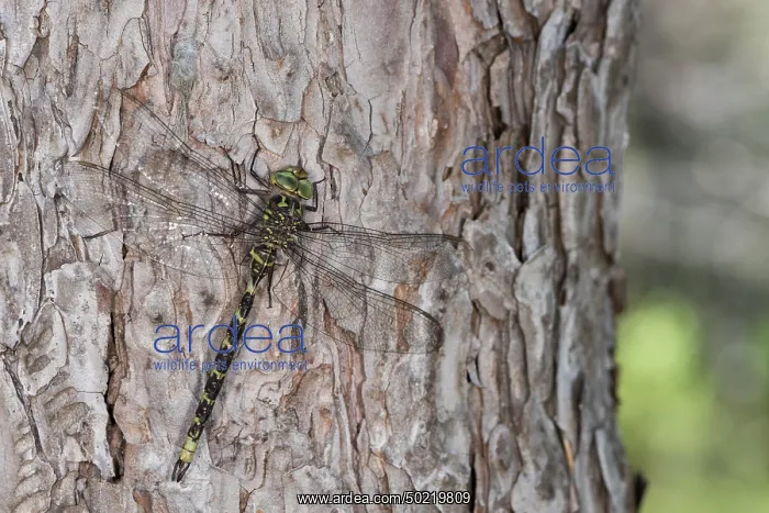 : Adult male of western spectre (Boyeria irene) resting on Pinus sp. trunk, Liguria, Italy : Adult male of western spectre (Boyeria irene) resting on Pinus sp. trunk, Liguria, Italy