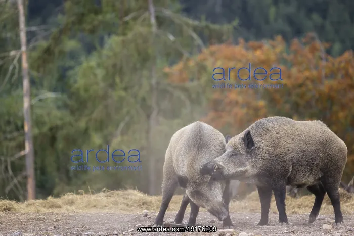 : Two adult male wild boars (Sus scrofa) fight in a dry clearing : Two adult male wild boars (Sus scrofa) fight in a dry clearing