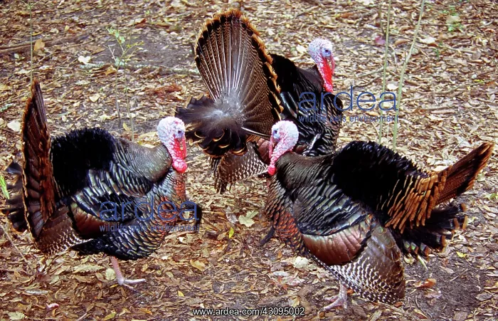 : Adult Male Wild Turkeys : Adult Male Wild Turkeys