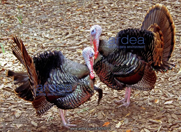 : Adult Male Wild Turkeys : Adult Male Wild Turkeys