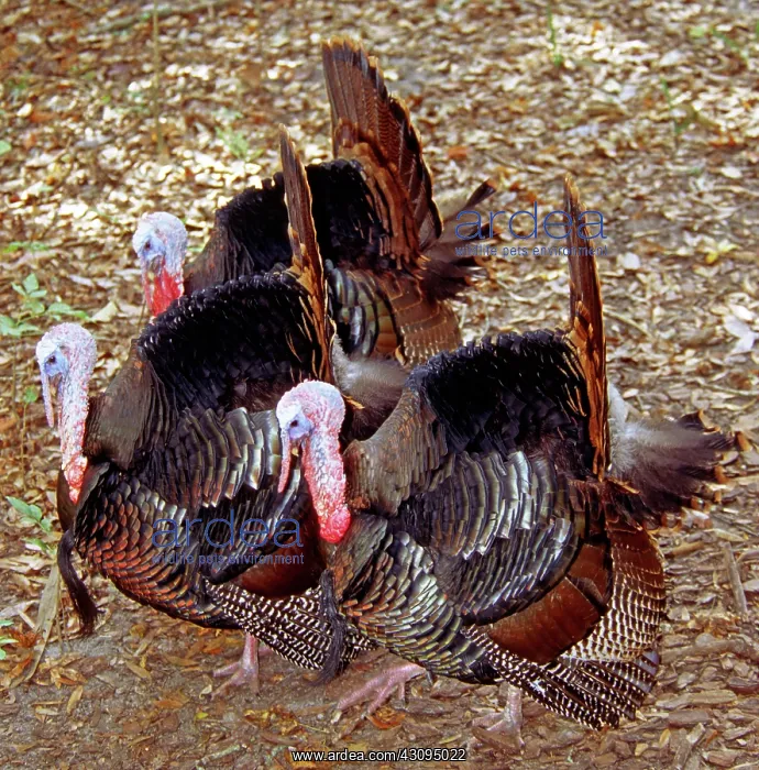 : Adult Male Wild Turkeys : Adult Male Wild Turkeys