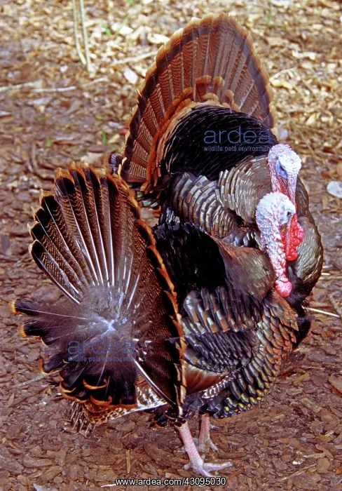 : Adult Male Wild Turkeys : Adult Male Wild Turkeys