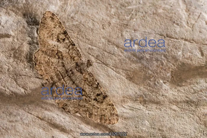 : Adult male of willow beauty (Peribatodes rhomboidaria) : Adult male of willow beauty (Peribatodes rhomboidaria)
