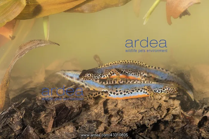 : Two adult males of alpine newt (Ichthyosaura alpestris) : Two adult males of alpine newt (Ichthyosaura alpestris)