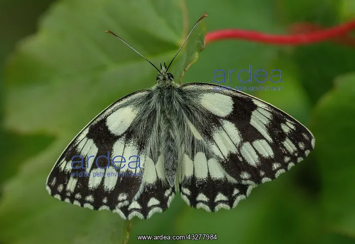 : Adult Marbled White, Melanargia galathea, settled : Adult Marbled White, Melanargia galathea, settled