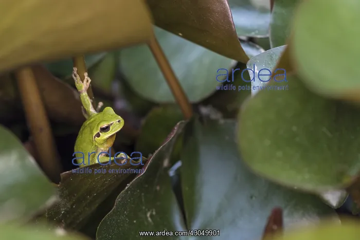 : An adult of Mediterranean tree frog or stripeless tree f : An adult of Mediterranean tree frog or stripeless tree f