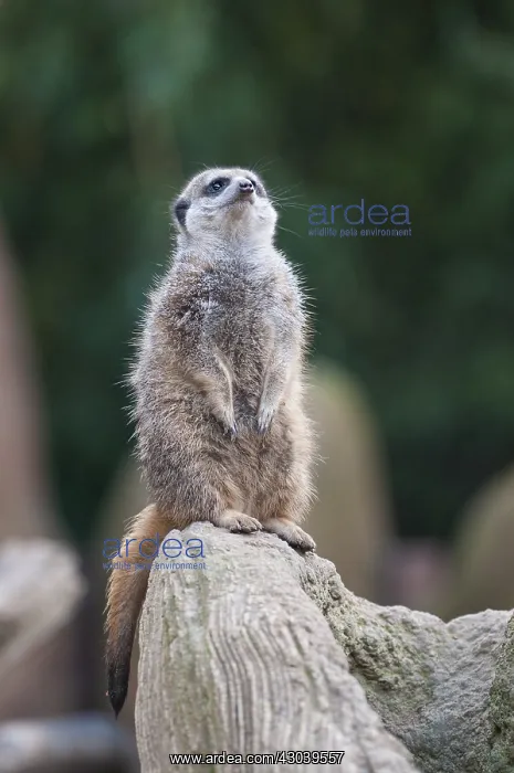 : Adult meerkat or suricate (Suricata suricatta) : Adult meerkat or suricate (Suricata suricatta)