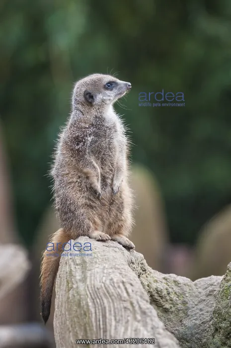 : Adult meerkat or suricate (Suricata suricatta) : Adult meerkat or suricate (Suricata suricatta)