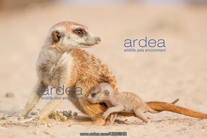 : An adult Meerkat with a very young pup on it's first : An adult Meerkat with a very young pup on it's first