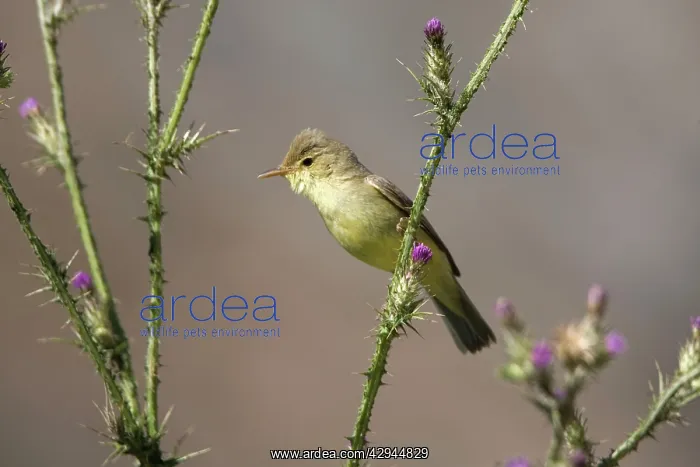 : Adult Melodious Warbler : Adult Melodious Warbler