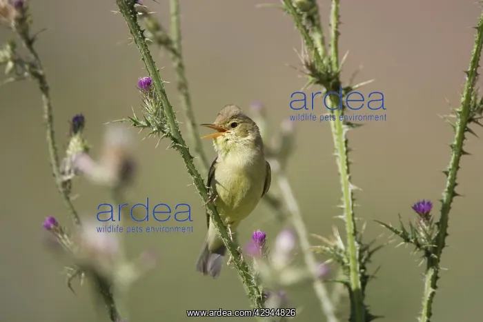 : Adult Melodious Warbler - Singing : Adult Melodious Warbler - Singing