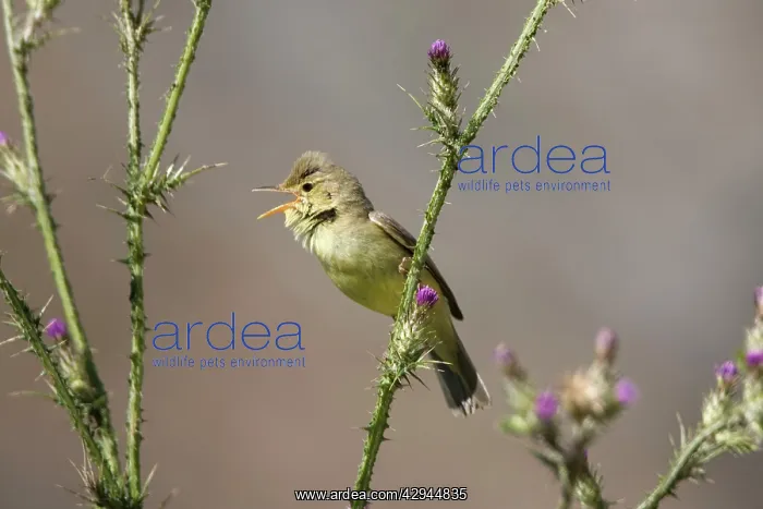 : Adult Melodious Warbler - Singing : Adult Melodious Warbler - Singing