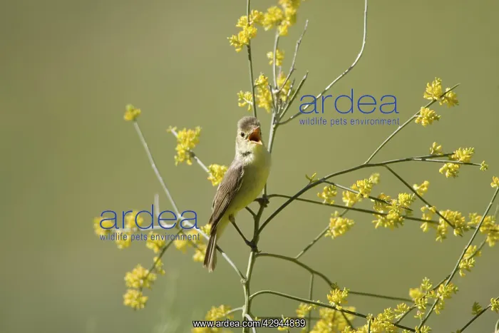 : Adult Melodious Warbler - Singing : Adult Melodious Warbler - Singing