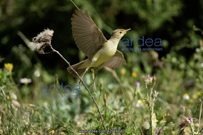 : Adult Melodious Warbler - Taking flight : Adult Melodious Warbler - Taking flight