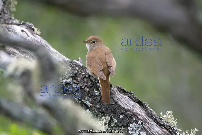 : Adult Nightingale : Adult Nightingale