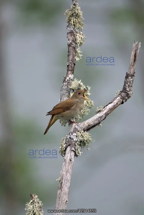 : Adult Nightingale singing on territory : Adult Nightingale singing on territory