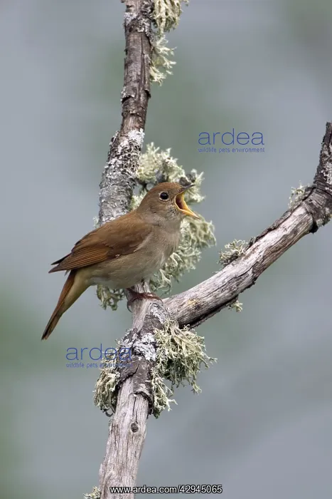 : Adult Nightingale singing on territory : Adult Nightingale singing on territory