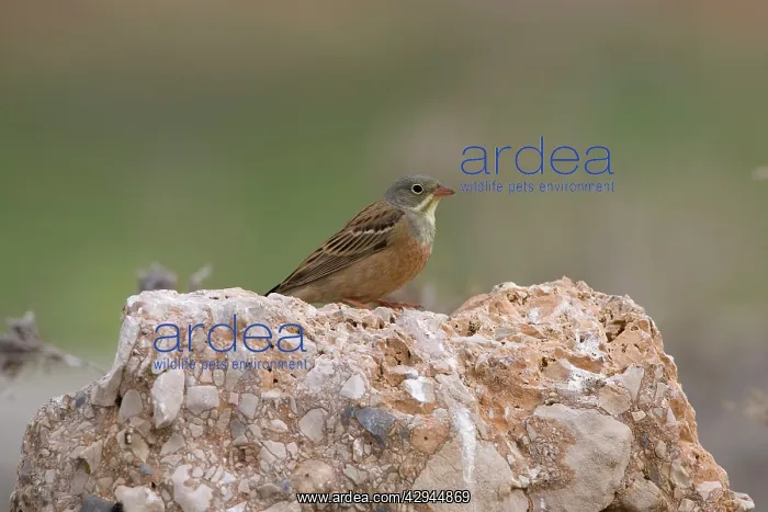 : Adult Ortolan Bunting : Adult Ortolan Bunting