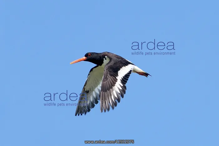 : Adult Oystercatcher in flight : Adult Oystercatcher in flight