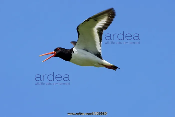 : Adult Oystercatcher in flight calling : Adult Oystercatcher in flight calling