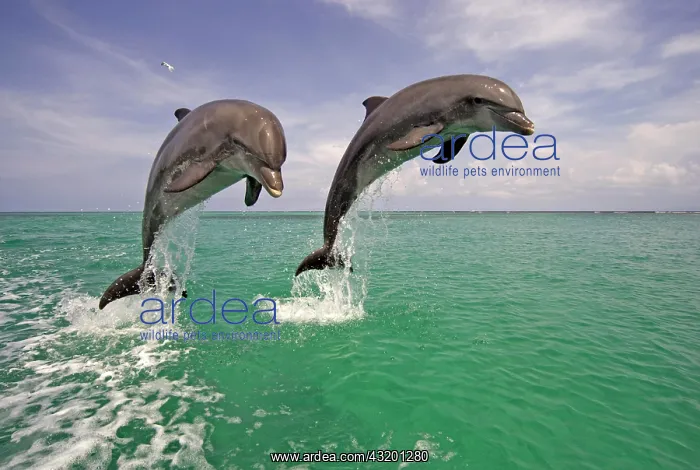  : An adult pair of Bottlenose Dolphins (Tursiops truncatus)