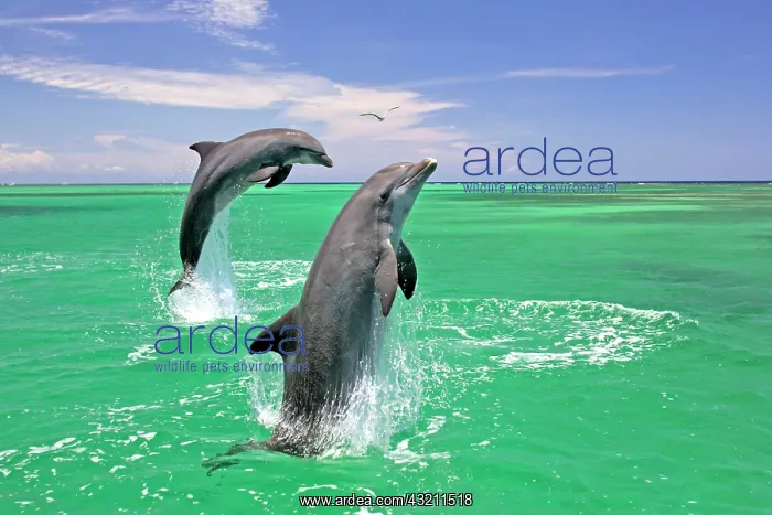 : An adult pair of Bottlenose Dolphins (Tursiops truncatus) : An adult pair of Bottlenose Dolphins (Tursiops truncatus)