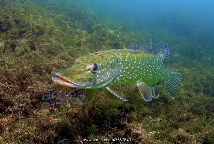 : Adult pike (Esox lucius) standing in shallow water : Adult pike (Esox lucius) standing in shallow water