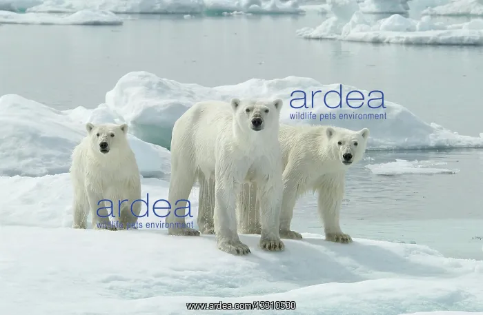 : Adult Polar Bear (Ursus maritimus) with two cubs : Adult Polar Bear (Ursus maritimus) with two cubs