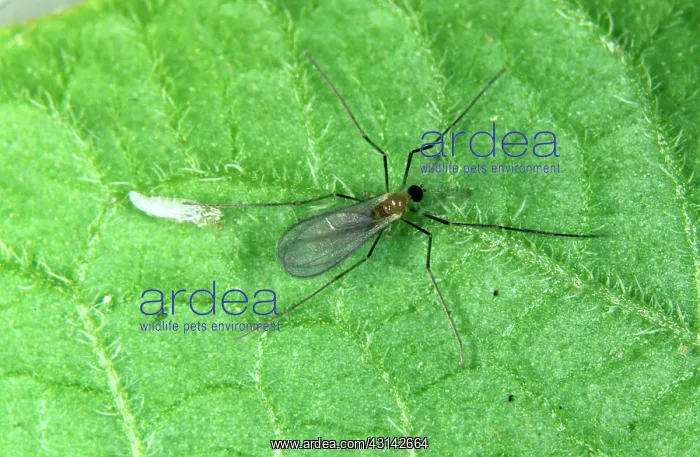 : Adult predatory midge (Aphidoletes aphidimyza) : Adult predatory midge (Aphidoletes aphidimyza)