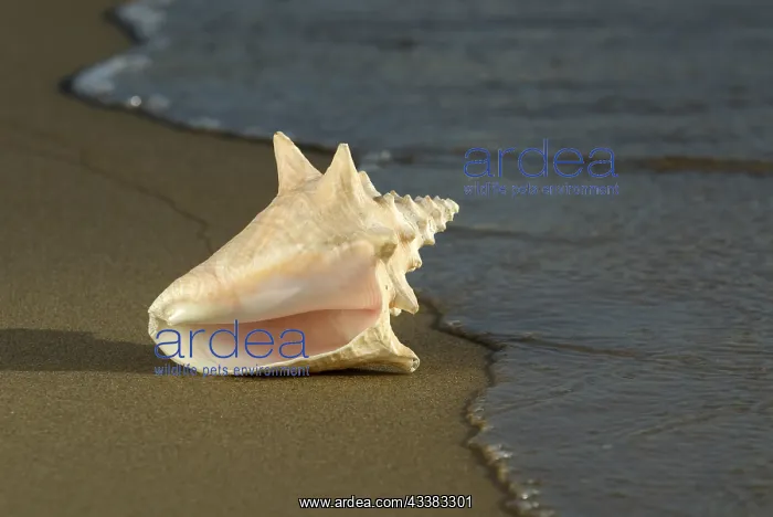 : Adult Queen Conch shell Strombus gigas : Adult Queen Conch shell Strombus gigas