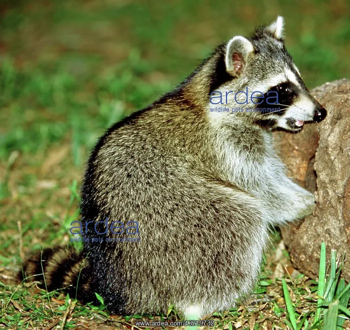 : Adult Raccoon : Adult Raccoon